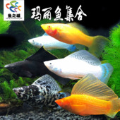 胎生鱼胎生鱼活体玛丽鱼米奇玛丽鱼胎生鱼玛丽鱼带观赏鱼活体