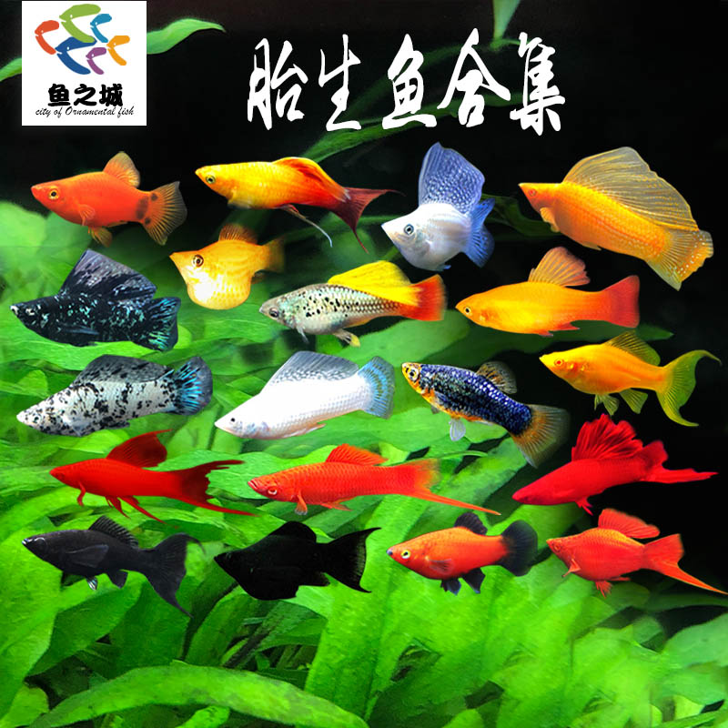 胎生鱼淡水热带鱼玛丽鱼新手好养图片