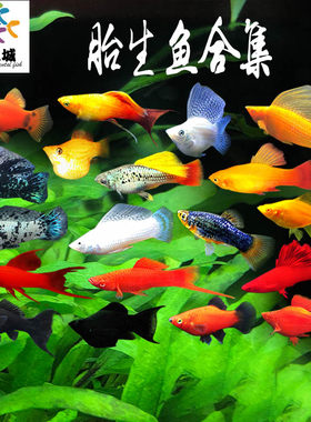 胎生鱼淡水热带鱼玛丽鱼新手好养