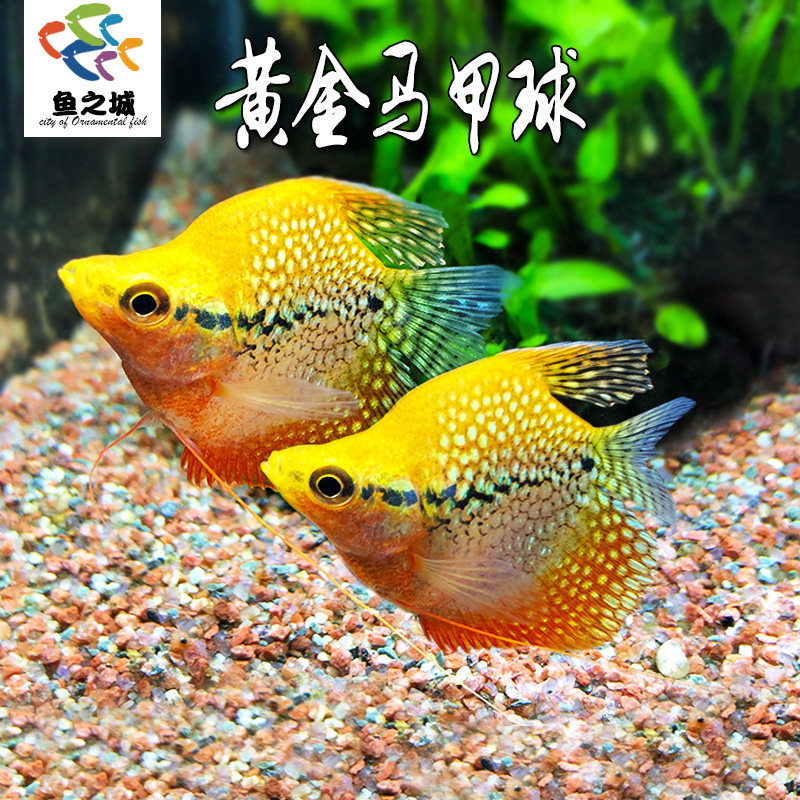 黄金马甲球鱼珍珠马甲鱼五彩丽丽鱼观赏鱼天使玛丽斗鱼淡水
