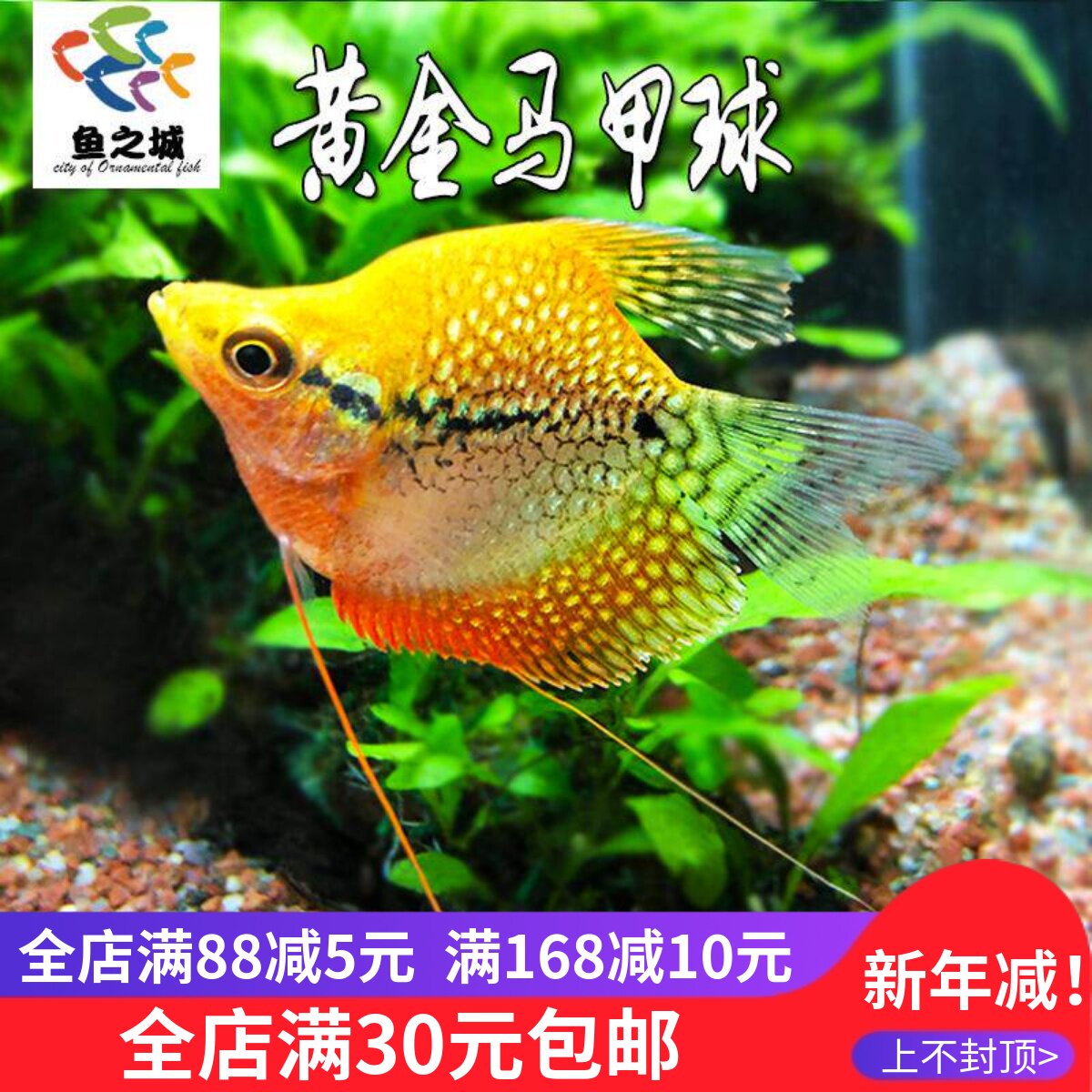 黄金马甲球鱼热带观赏鱼珍珠马甲鱼曼龙鱼小型群游活体耐养新手鱼