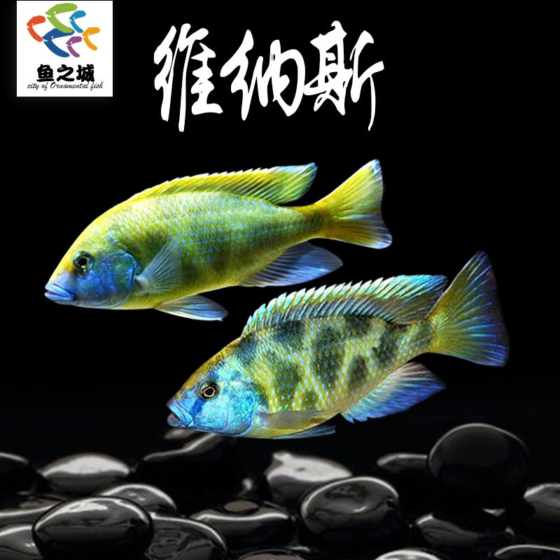 维纳斯三湖慈鲷马鲷鱼活体水族热带观赏鱼淡水草缸新手好养好看