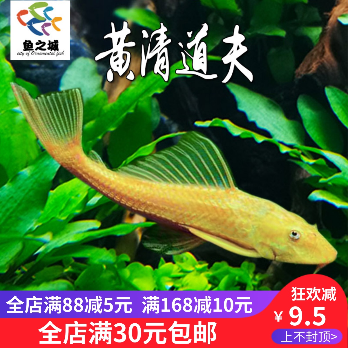 清道夫黄清道夫热带观赏鱼鼠鱼淡水鱼缸除藻鱼清洁鱼吃粪便工具鱼