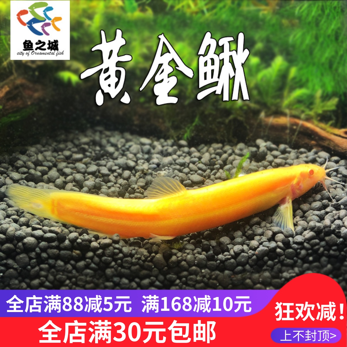 活体观赏鱼活体观赏鱼清道夫