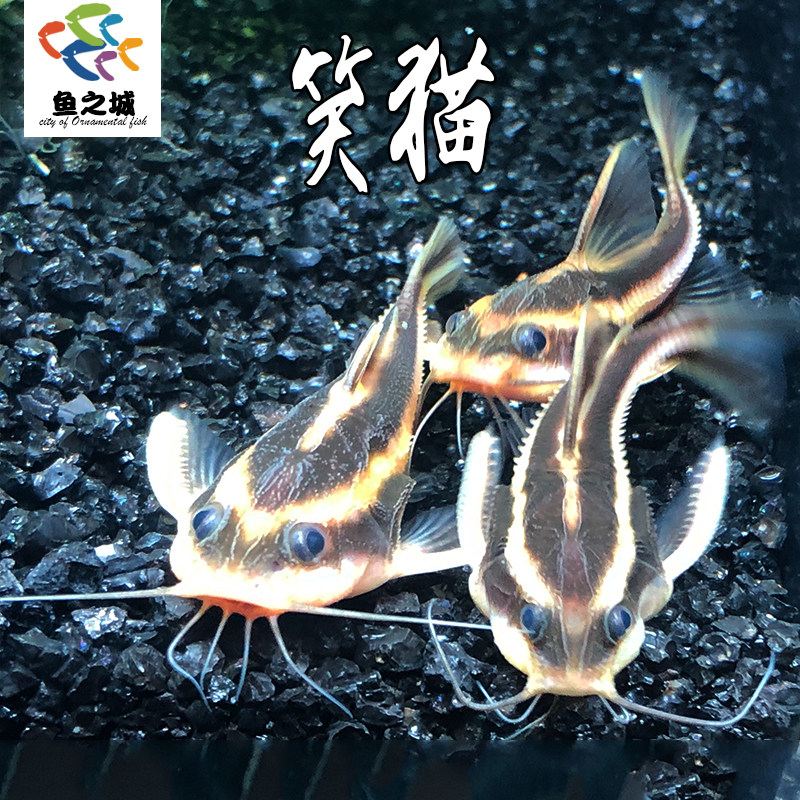 笑猫清道夫热带鱼吃垃圾清洁鱼缸