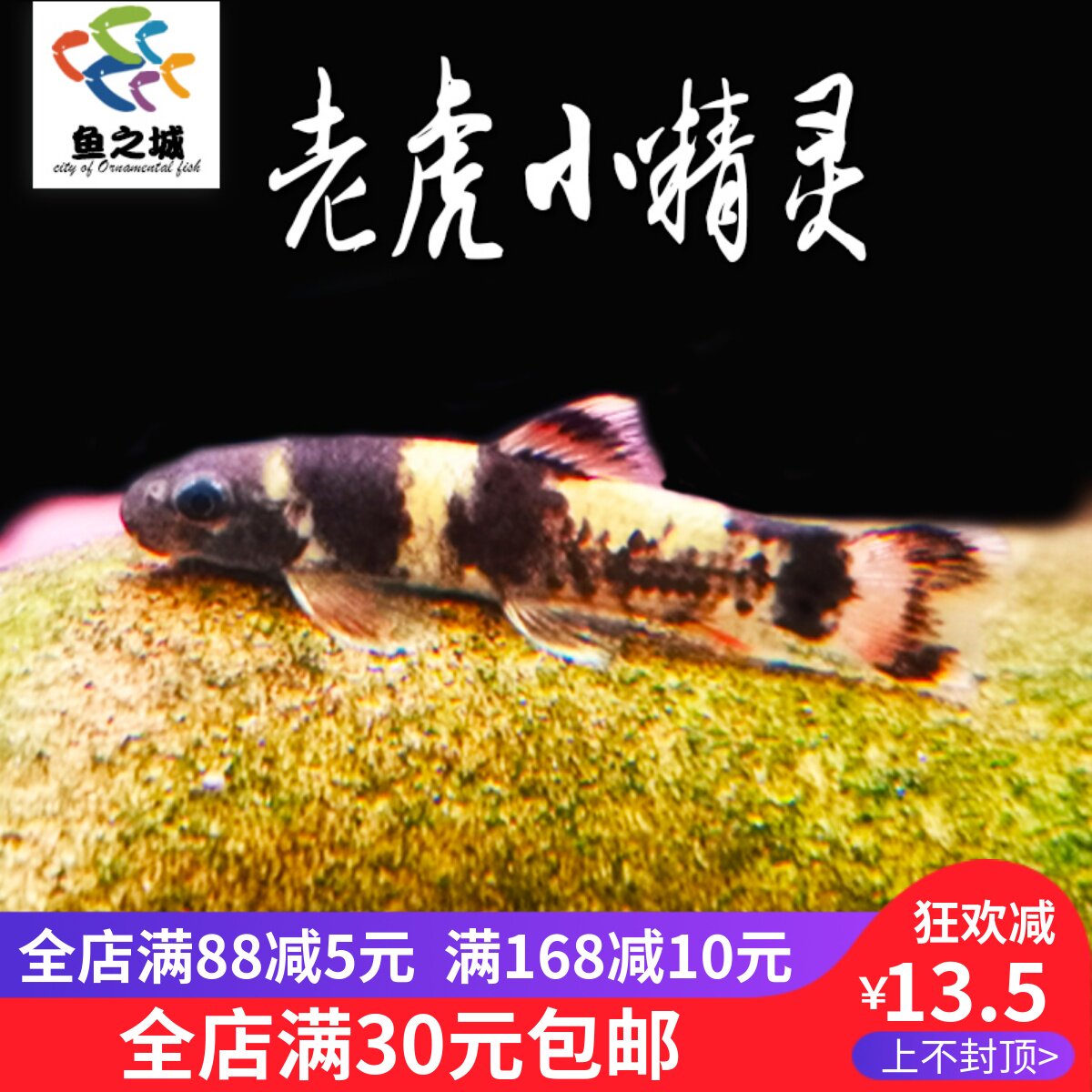 老虎小精灵鱼小精灵鱼除藻工具鱼草缸清道夫清洁鱼好养新手