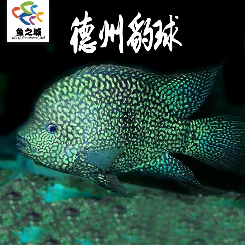 德州豹球南美慈鲷鱼热带观赏鱼绿巨人凶猛德州豹淡水鱼活体宠物鱼