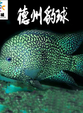德州豹球南美慈鲷鱼热带观赏鱼