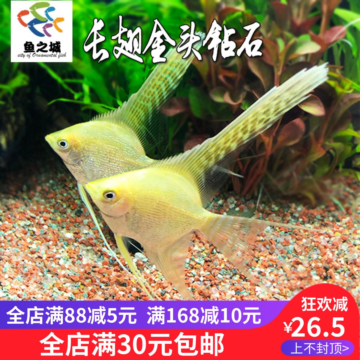 长翅金头钻石神仙鱼燕鱼新手水族鱼缸热带鱼观赏鱼金仙红蓝魔仙