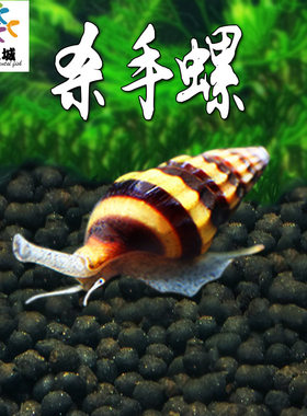 观赏螺杀手螺草缸工具螺