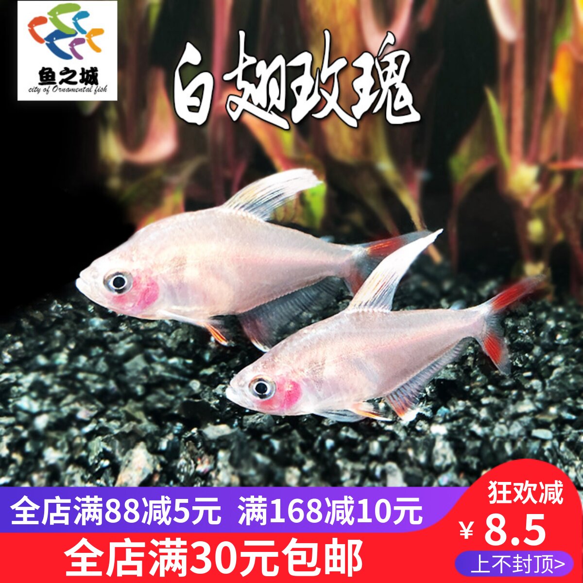 鱼之城白翅玫瑰白翅扯旗鱼白勾旗新大勾旗粉红扯旗鱼群游鱼热带鱼