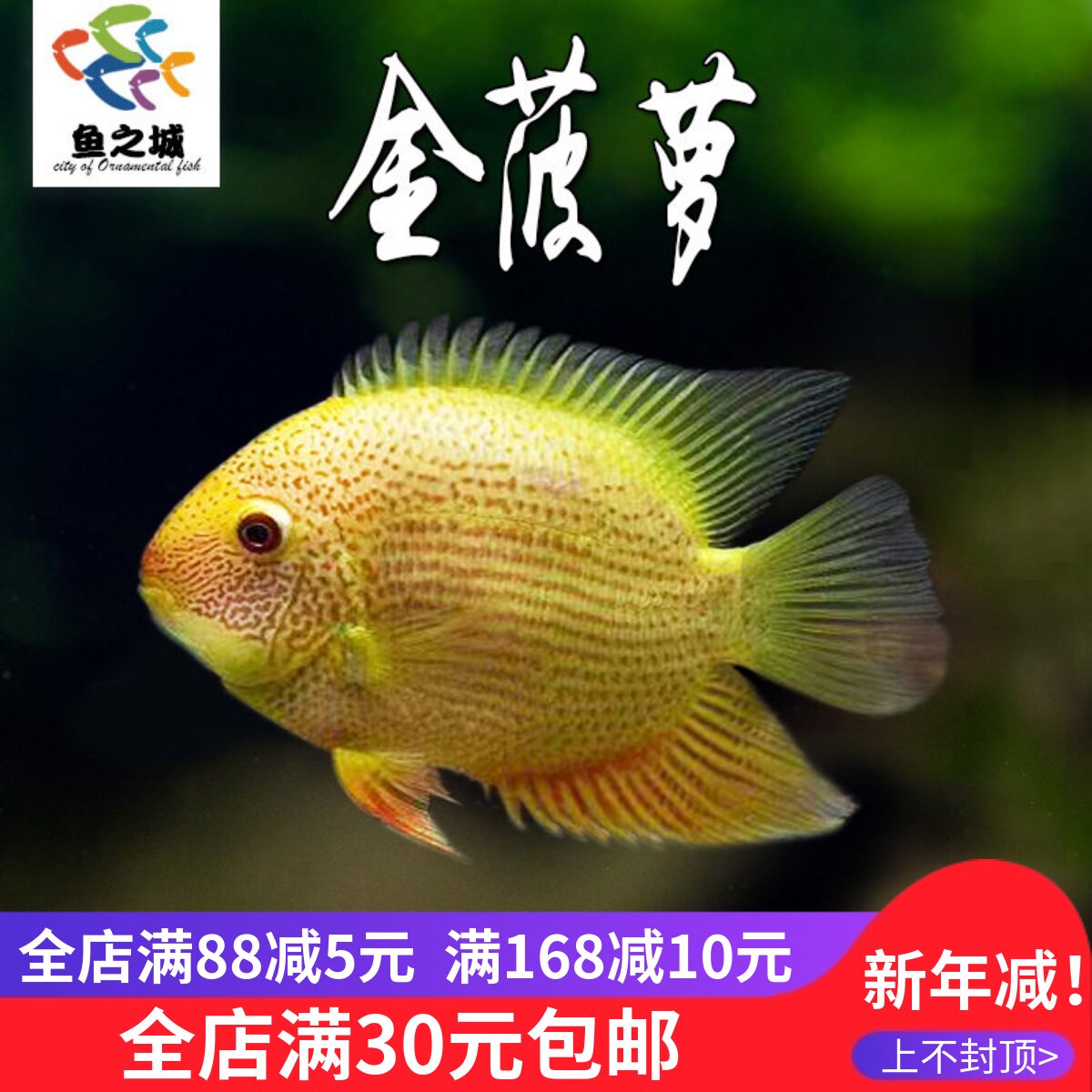 金菠萝鱼喷点菠萝鱼肯梅塔菠萝鱼热带鱼观赏鱼大型鱼好看活鱼淡水