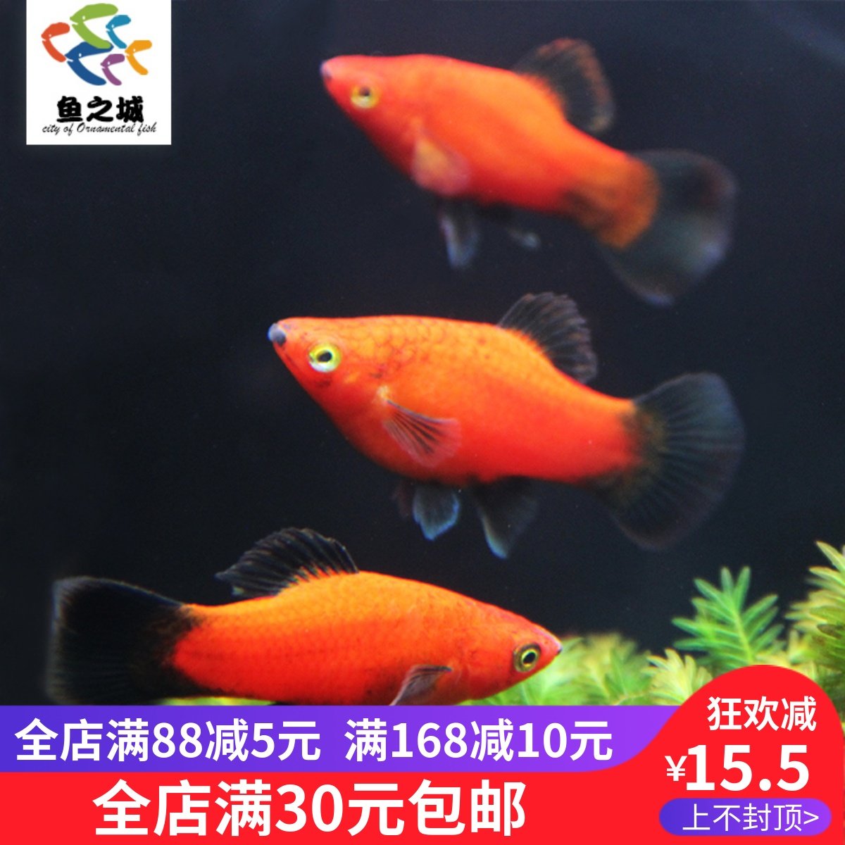鱼之城黑尾米奇月光米奇鱼月光玛丽鱼黑尾红月光热带观赏鱼活体