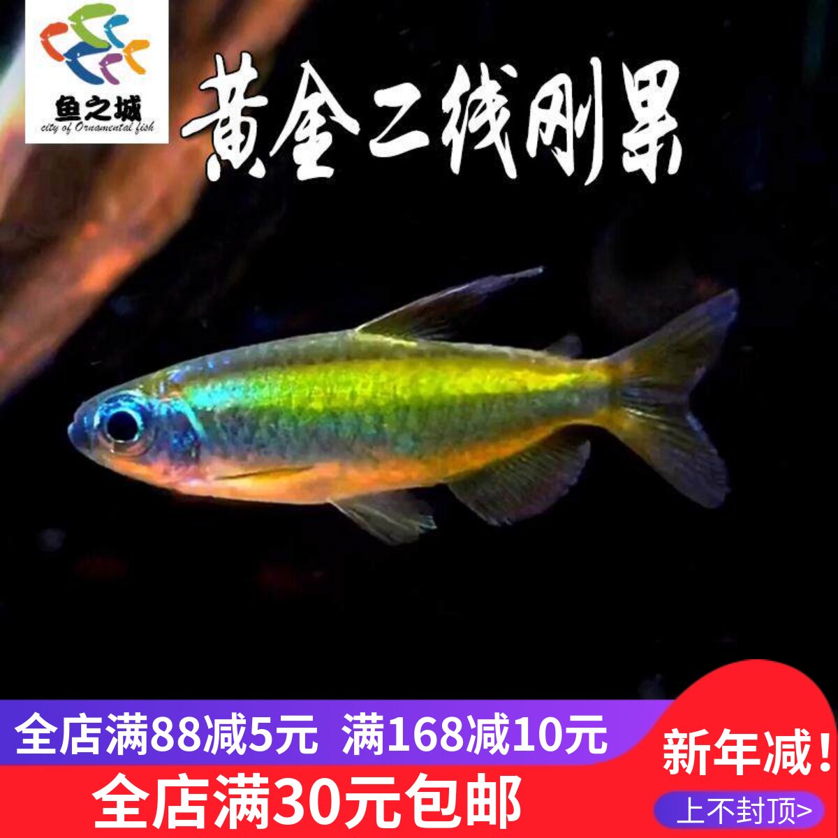 黄金二线刚果灯鱼蓝钻刚果非洲进口刚果热带观赏鱼群游混养草缸