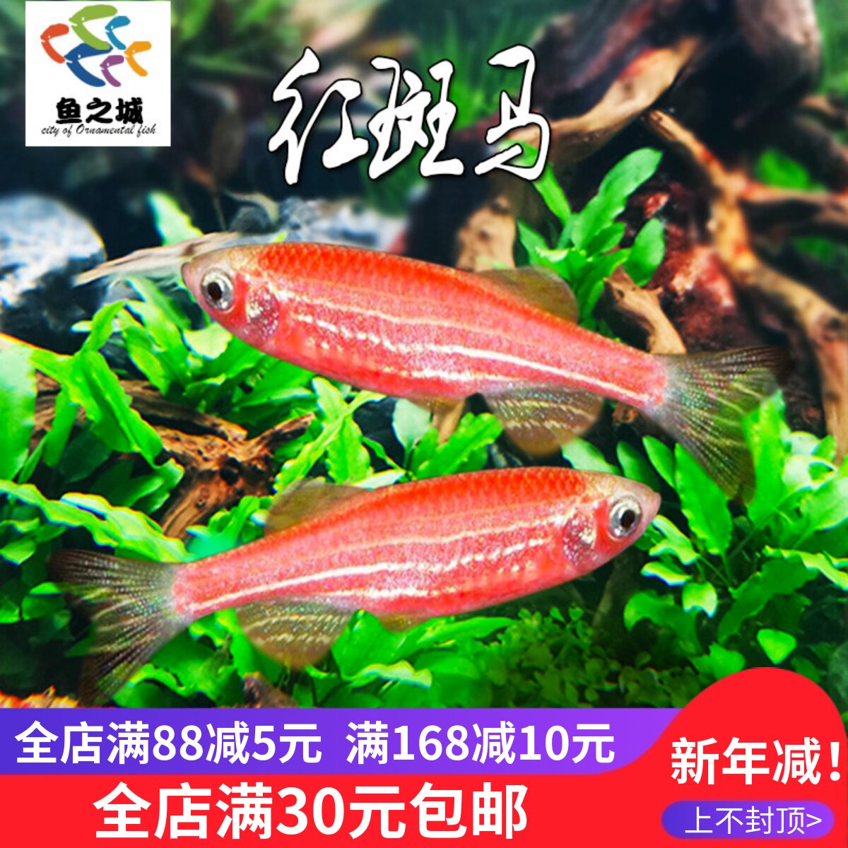 红斑马热带鱼观赏鱼活体淡水好养孔雀鱼天使鱼红绿灯新手闯缸鱼