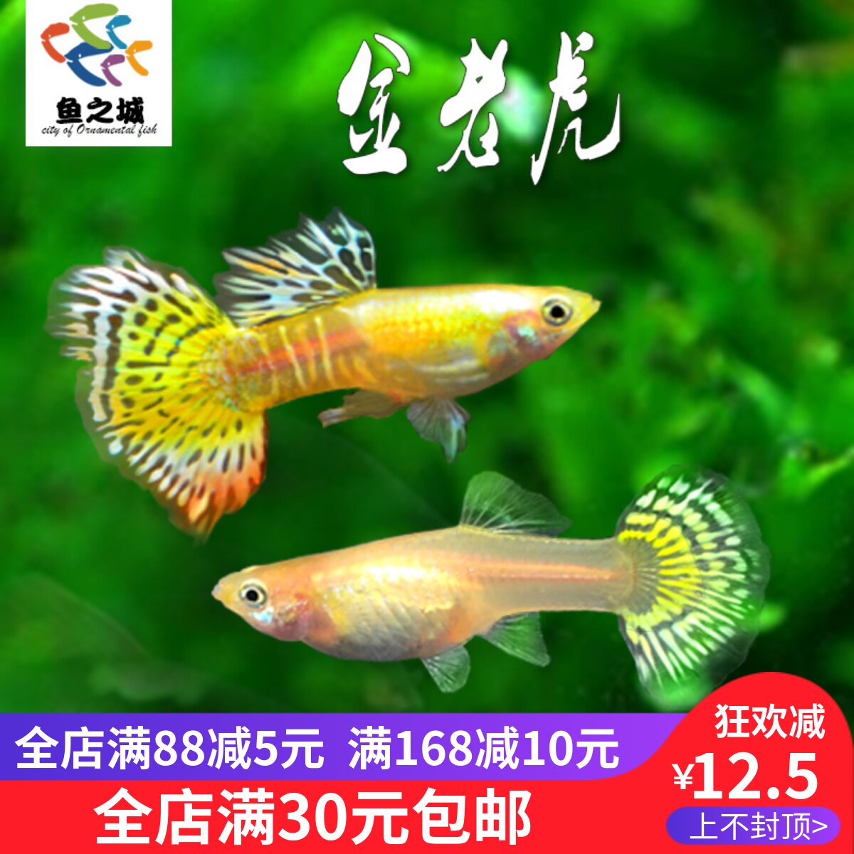 鱼之城孔雀鱼金老虎黄花老虎马赛克群游鱼金丝黄金蕾丝热带观赏鱼