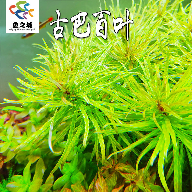 古巴百叶水草有茎类活体新手水草鱼缸前中景蜈蚣草绿菊造景坨草