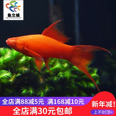 鱼之城燕尾红剑燕尾红鸳鸯红剑双剑鱼大背双尾高鳍红箭玛丽胎生鱼
