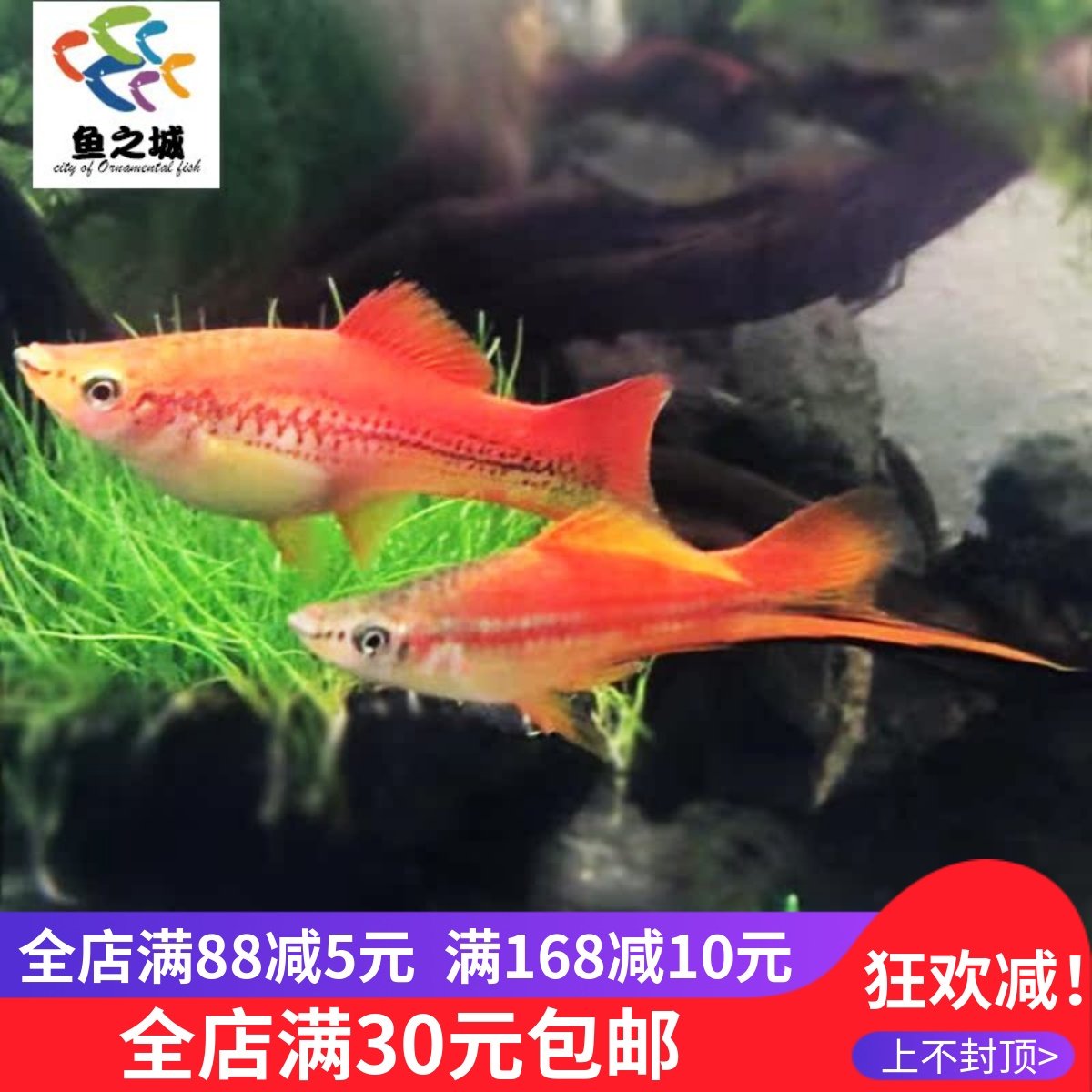 鱼之城苹果剑黑尾剑红剑鸳鸯苹果剑三色剑尾鱼胎生鱼热带观赏鱼