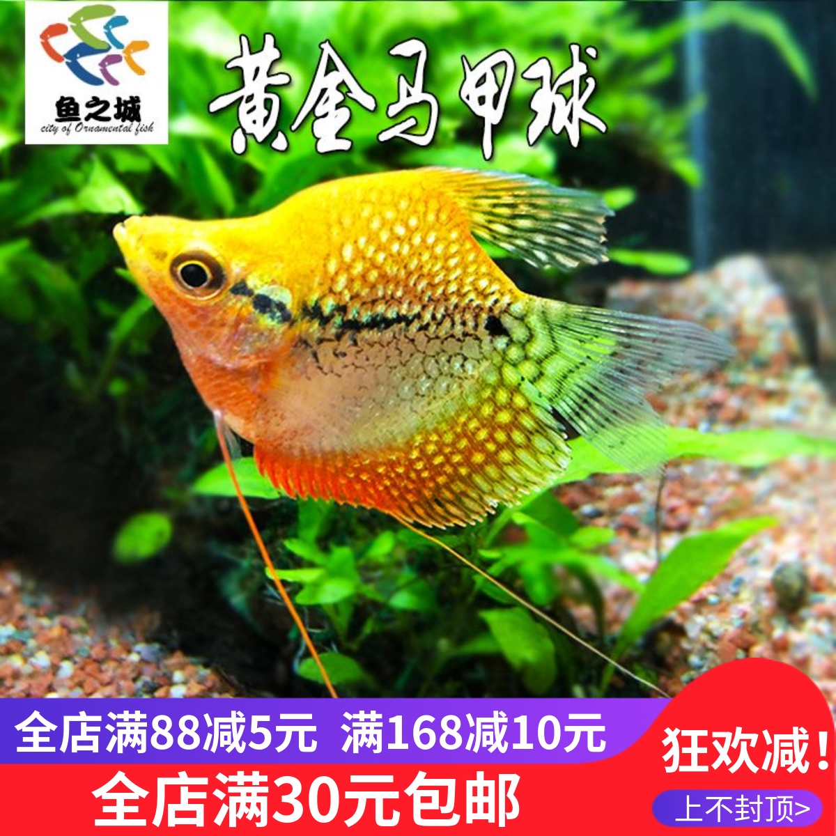 黄金马甲球鱼热带鱼淡水