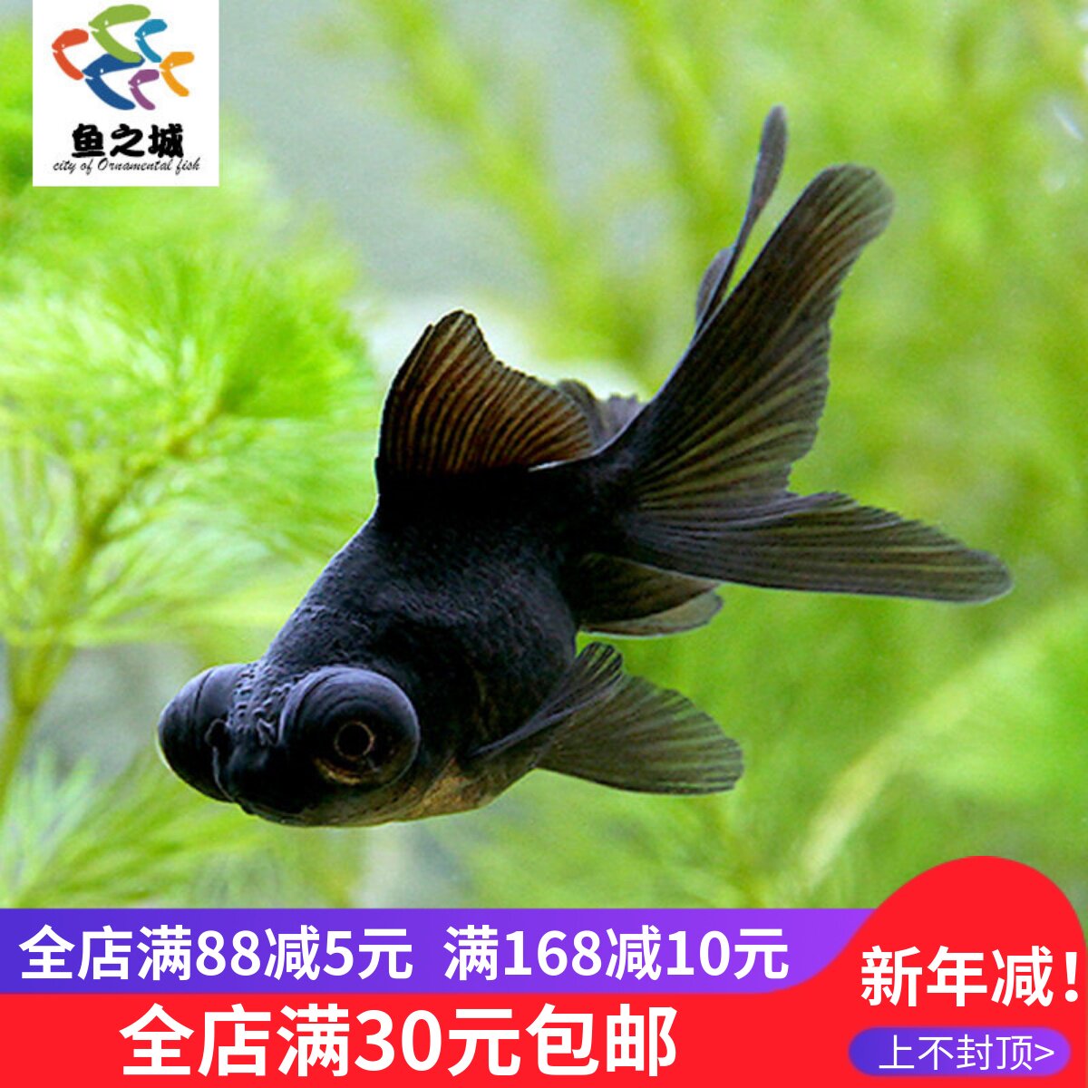 金鱼金鱼活体观赏鱼黑龙睛金鱼黑龙睛金鱼活体金鱼黑色金鱼活体鱼