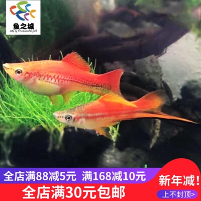 黑尾红剑鸳鸯热带观赏鱼