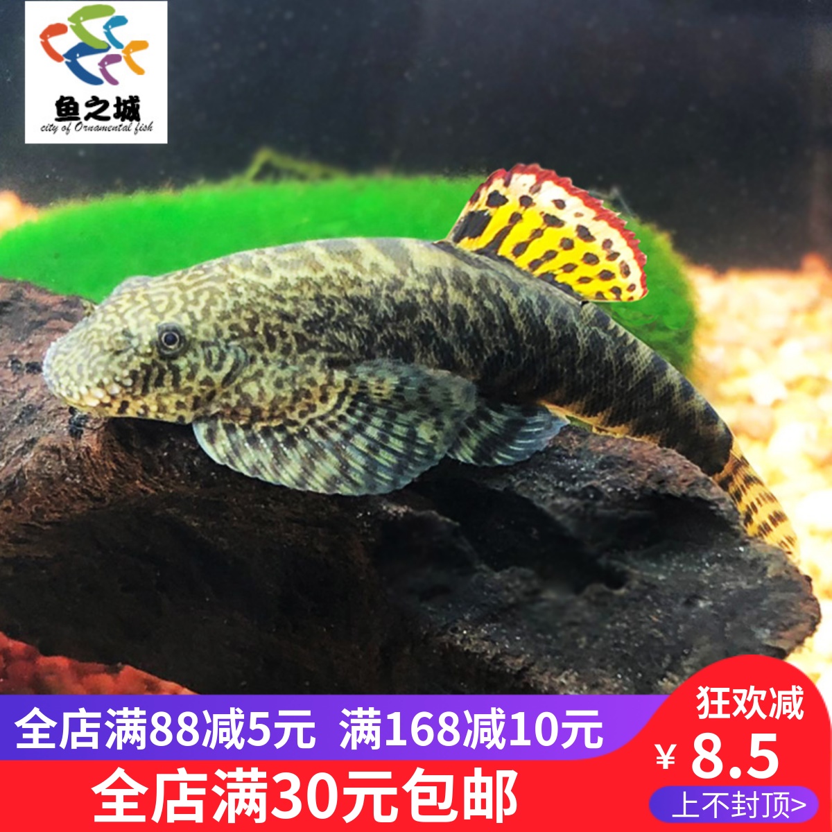 鱼之城 清道夫麦氏琵琶拟腹吸鳅麦氏爬鳅吸鳅异形清洁除藻鱼活体