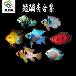 短鲷蓝白迷你鹦鹉金蓝荷兰波子皮卡丘阿凡达荷兰凤凰红宝石血钻鱼