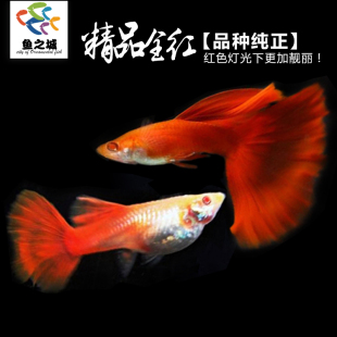 鱼之城精品美国全纯种美国全红孔雀鱼活体玩家级白子全红孔雀鱼