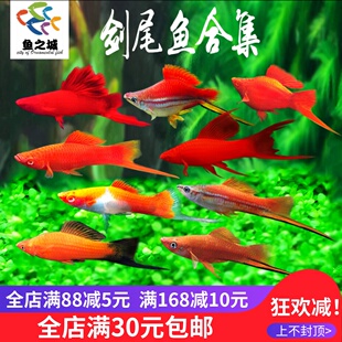 胎生鱼剑尾鱼红球剑红白剑高鳍燕尾剑红箭热带观赏鱼淡水水族好养
