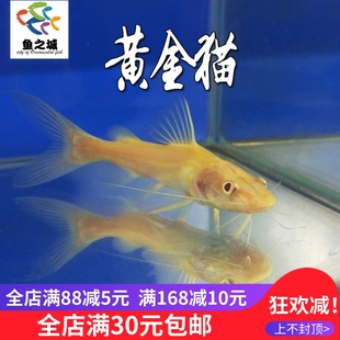 黄金猫金丝猫招财猫大型热带鱼新手鱼好养观赏鱼淡水鱼混养龙鱼