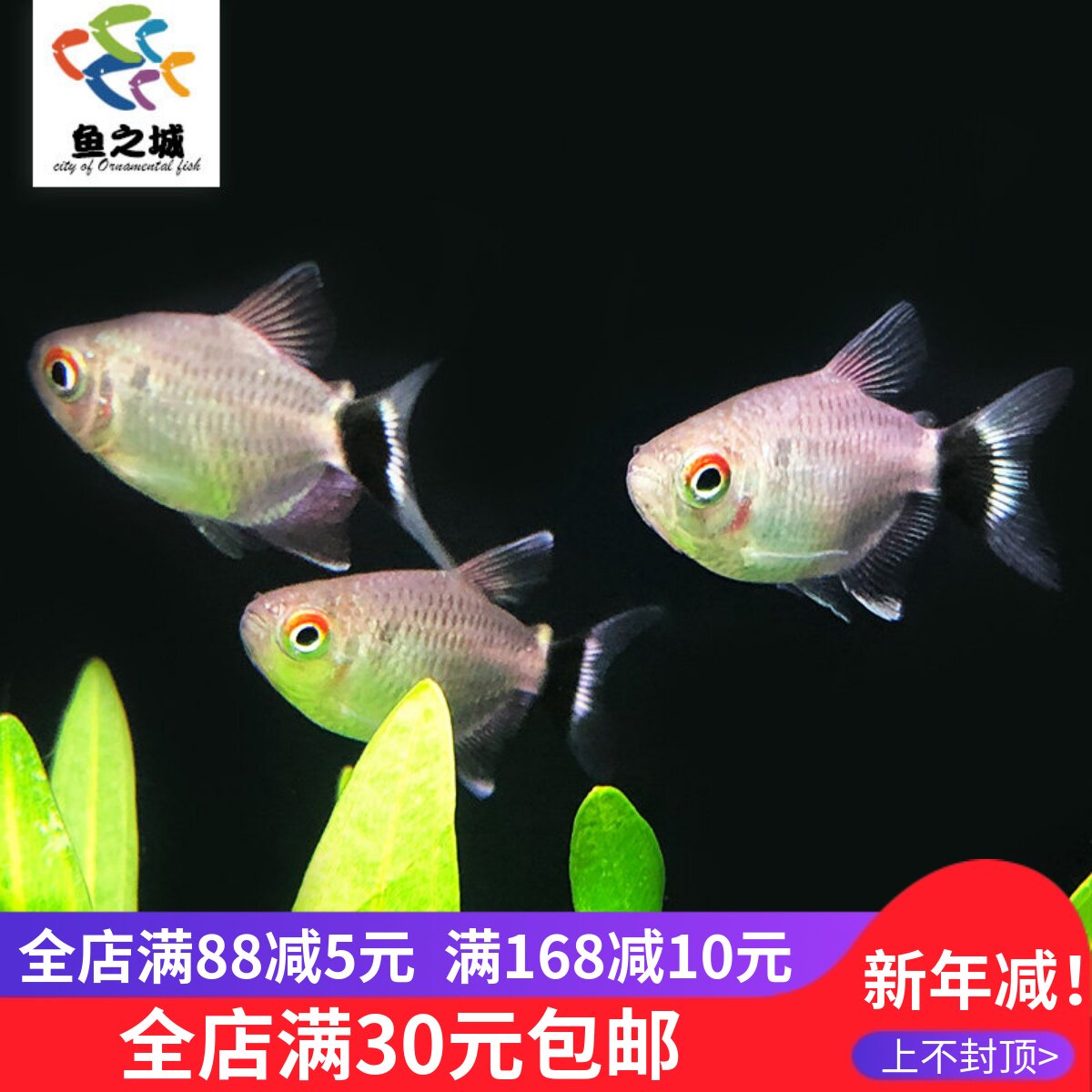 鱼之城银屏灯电灯眼鱼红眼灯鱼银灯鱼蓝眼灯鱼热带观赏耐养鱼活体