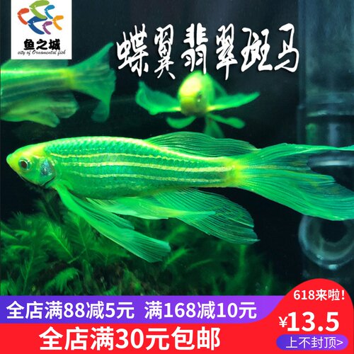蝶翼翡翠斑马长尾蓝花条鱼荧光鱼