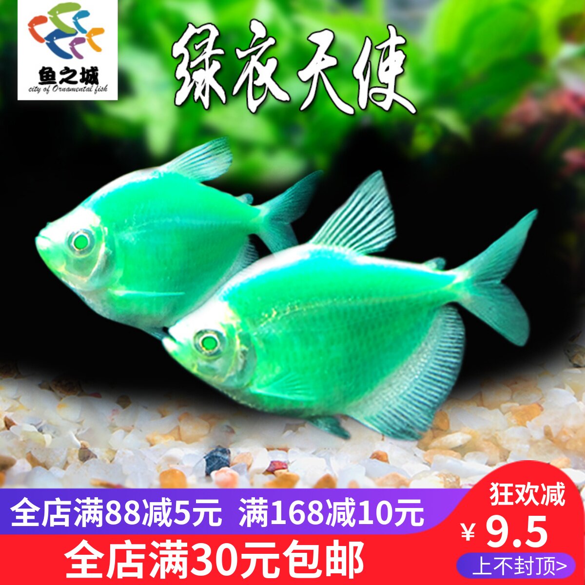 绿衣天使观赏鱼群游荧光红衣紫衣天使仙活体虎皮鱼五彩裙鱼新手