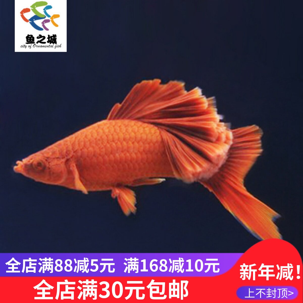高鳍红箭鱼高鳍红剑菊花帆狼牙帆大帆刀公菊花帆热带观赏鱼活体