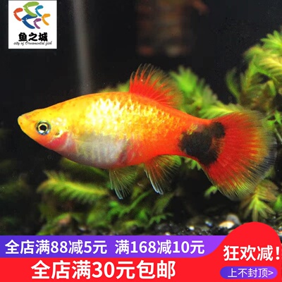 鱼之城 金米奇鱼活体三色米奇玛丽鱼胎生鱼月光米奇鱼热带鱼活体