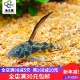 长翅花老鼠除藻清洁鱼缸工具鱼鼠鱼底栖鱼清道夫热带淡水鱼好养