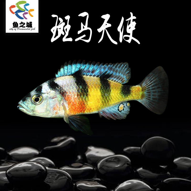三湖慈鲷鱼斑马天使活体中小型耐养易活热带观赏鱼淡水鱼黑线王子