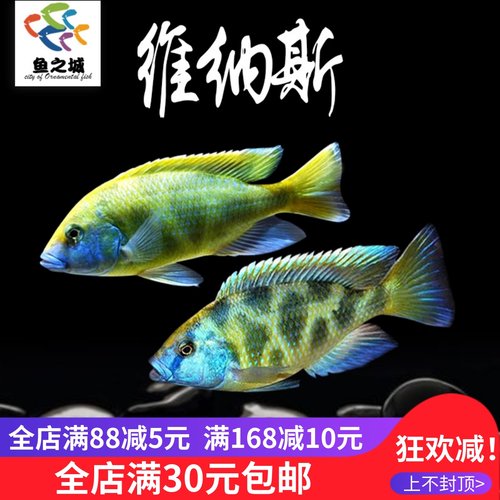 维纳斯马鲷鱼热带观赏鱼好看活体