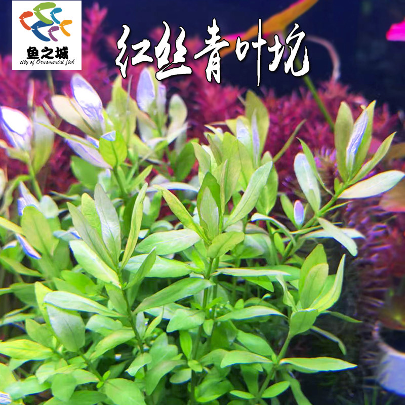 红丝青叶坨草真水草水族鱼缸新手造景装饰自养水下叶淡水绿宫廷草