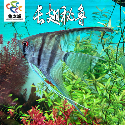 长翅秘鲁神仙鱼燕鱼淡水鱼