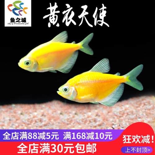 黄衣天使鱼活体七彩群鱼群游