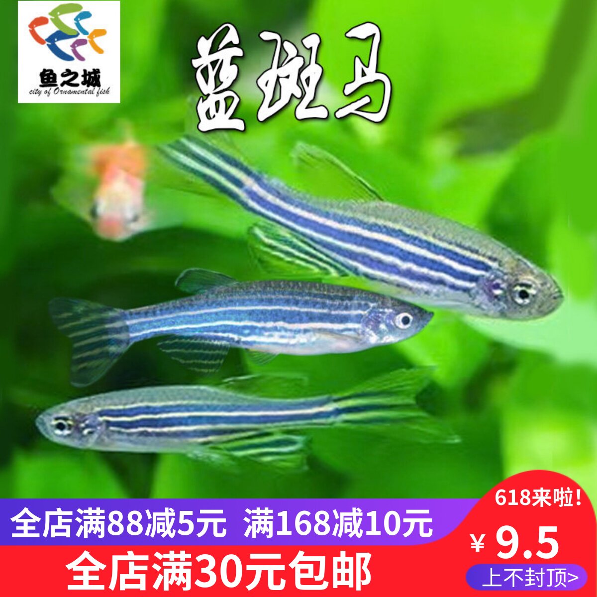 蓝斑马鱼灯科鱼水族活体冷淡水新手练手好养红绿灯小型热带观赏鱼