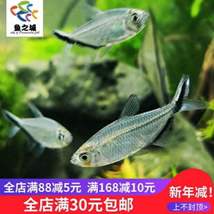 鱼之城黑尾大勾鱼热带鱼黑尾大勾扯旗灯科鱼热带观赏群游鱼耐养鱼