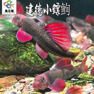 建德小鳔鮈原生观赏鱼溪流底栖红鳍棒花鱼活体淡水除藻鱼清洁鱼