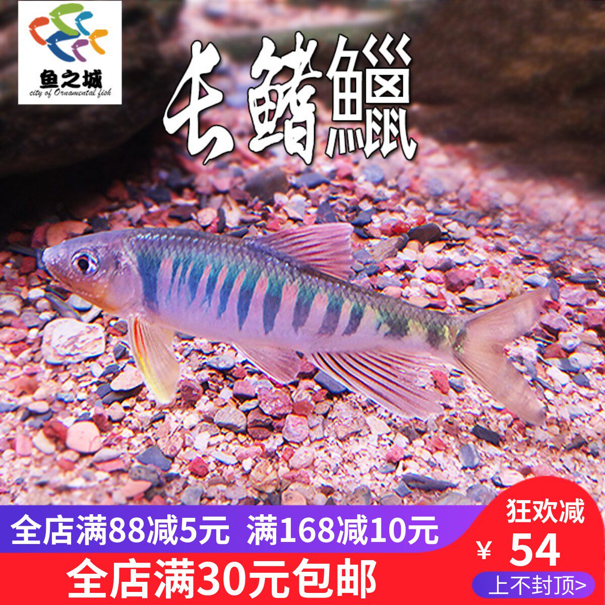 网红长鳍鱲中国原生鱼桃花鱼虾虎鳑鲏观赏鱼凶猛冷水淡水鱼宽鳍鱲