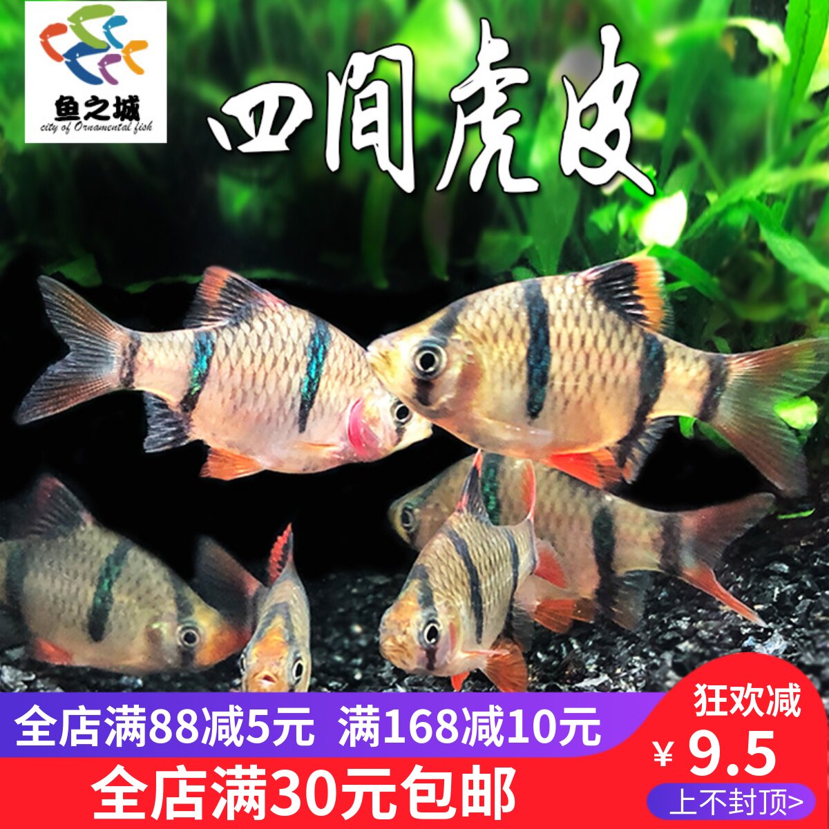 鱼之城虎皮鱼四间虎皮鱼金虎皮绿虎皮蝶翼长尾四间虎皮新手热带鱼
