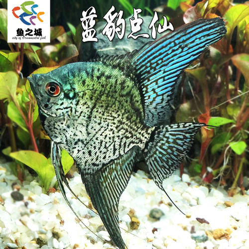 蓝豹点仙神仙鱼燕鱼热带鱼包活