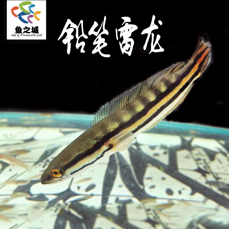 铅笔雷龙观赏鱼幼鱼活体雷龙鱼好养耐活热带鱼大铅笔鱼凶猛淡水