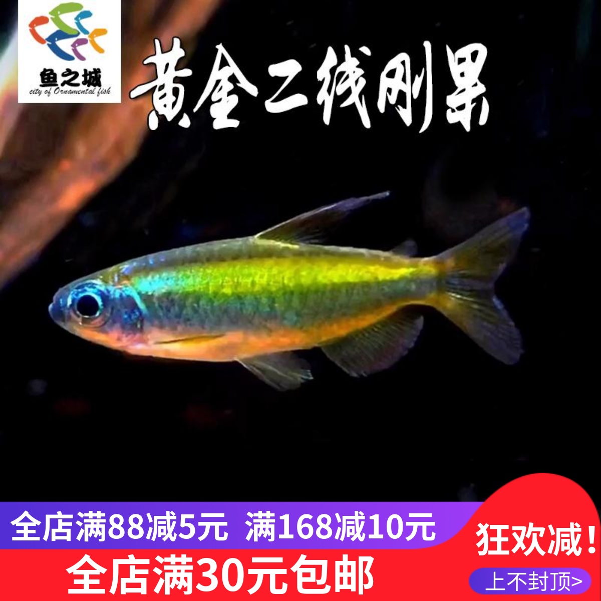 黄金二线刚果美人鱼小型观赏鱼